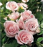 Baby Blanket Groundcover Rose