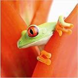 Eurographics DG-AU2018-VP Decoglass, Crazy Frog II 30 x 30 cm
