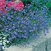 Lobelia Sapphire Trailing