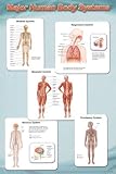 (24x36) Major Human Body Systems (Skeletal, Respiratory, Muscular, Nervous, Ciruclatory) Art Poster Print