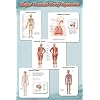 (24x36) Major Human Body Systems (Skeletal, Respiratory, Muscular, Nervous, Ciruclatory) Art Poster Print
