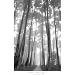 Chris Honeysett (Forest Walk) Art Poster Print - 24x38