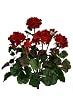 Three 17" Artificial Geranium Flower Bushes in Red for Home, Garden Decoration