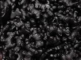 Licorice Scotty Dogs Black