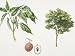 Lychee (Litchi Chinensis) Plant with Leaf and Fruit, Illustration Photographic Poster Print, 18x24