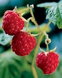 Heritage Raspberries, 5 canes
