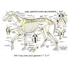 PetMassage 4 Dog Joints and Ligaments Chart