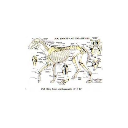 Dog Joints