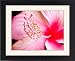 Framed Prints of Hibiscus flower from ClownFish Photo