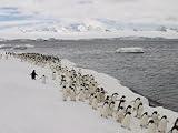 Chin Strap Penguins March Along the Icy Coast of Antarctica Premium Photographic Poster Print by Ralph Lee Hopkins, 30x40