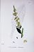 Botany Plants C1902 White Mullein Verbascum Lychnitis