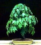 Red Maple 10 Seeds/Seed - Acer rubrum - Bonsai