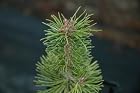 Pinus Contorta 'Mt. Hood Marble' Pot Size 4