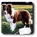 Dogs Border Collie - Border Collie Tan and White - Mouse Pads