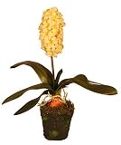 Small Hyacinth - Cream - Artificial Plant