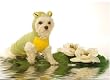 Dog Costume - Frog Pet Halloween Costume - X-Small (XS)