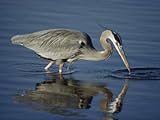 IMAGE OF A Great Blue Heron Wades on Stilt-Like Legs While Foraging for Food Stretched Canvas Poster Print by Bates Littlehales, 24x32
