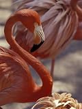 Pink Flamingo in Ardastra Gardens and Zoo, Bahamas, Caribbean Photographic Poster Print