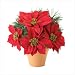 Poinsettia Plant - Style 37088 Image