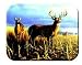 Tuftop Tempered Glass Kitchen Board, Wildlife Collection - Deer, Local Legend