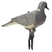 Turtle Dove Decoys 12-Pk.