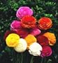 Rainbow Ranunculus - 10 Bulbs - Size 7+cm