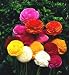 Rainbow Ranunculus - 10 Bulbs - Size 7+cm