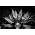 Thumbnail image of Flying Lotus