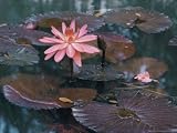 Water Lily Plants Photographic Poster Print by B. Anthony Stewart, 56x42