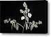 A Seeded Eucalyptus Eucalyptus Cinerea Canvas Print / Canvas Art - Artist Joel Sartore