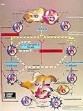 Transplantation Immunology - Anatomical Chart
