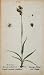 1826 Juncus Pilosus Rush Botanical Flower Color Print - Hand Colored Lithograph