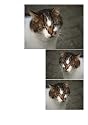 Siwo - Design Katzen Fliesen Dekoration (412)