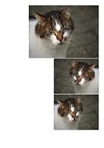 Siwo - Design Katzen Fliesen Dekoration (412)