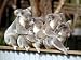Four Australian Koalas are Shown on a Fence at Dreamworld on Queensland's Gold Coast ...