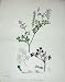 1902 Bastards Rampant Fumitory Plant Colour Botany