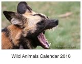 Wild Animals Calendar 2010