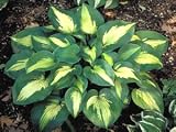 Amazon / Hirts: Hosta: Saint Paul Hosta - Shade Perennial - Potted