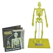 Human Skeleton Kit
