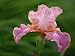 Hybrid Bearded Iris Flower Photographic Poster Print by Adam Jones, 24x18