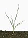 Seedling Wheat Plant at Growth Stage 21 (Triticum Aestivum) Photographic Poster Print by Nigel Cattl