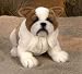 Plush Lou Rankin Bartholomew Bulldog 12