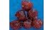 Fishing: ProCure Salmon Roe (Red hot)