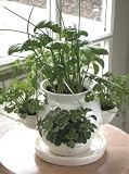 Ceramic Kitchen Herb Pot -includes seeds!