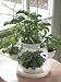 Ceramic Kitchen Herb Pot -includes seeds!