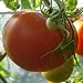 Eine alte, rote Fleischtomate mit dem ursprünglichen Geschmack - Brandywine rot - 10 Samen