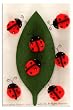 Martha Stewart Crafts Ladybug Pom Pom Stickers By The Package