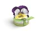 Bloembox Tiny Tins Classic: Viola in Gift Tin