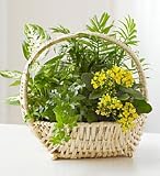 Funeral Flowers by 1800Flowers.com - European Sympathy Dish Garden - Medium
