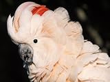 Salmon Crested Cockatoo  Photographic Poster Print